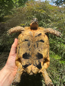 Libyan Greek Tortoise Adult Female