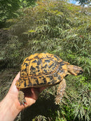 Libyan Greek Tortoise Adult Female