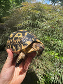 Libyan Greek Tortoise Adult Female