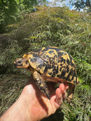 Libyan Greek Tortoise Adult Female