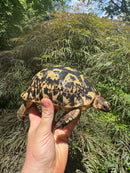 Libyan Greek Tortoise Adult Female