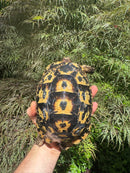 Libyan Greek Tortoise Adult Female