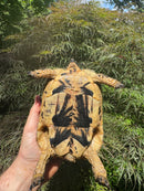 Libyan Greek Tortoise Adult Female
