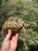 Libyan Greek Tortoise Adult Female