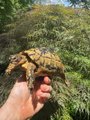 Libyan Greek Tortoise Adult Female