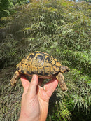 Libyan Greek Tortoise Adult Female