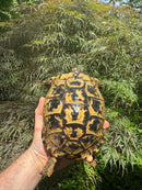 Libyan Greek Tortoise Adult Female