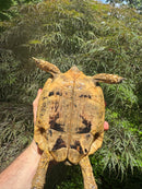 Libyan Greek Tortoise Adult Female