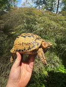 Libyan Greek Tortoise Adult Female