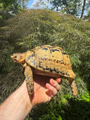 Libyan Greek Tortoise Adult Female