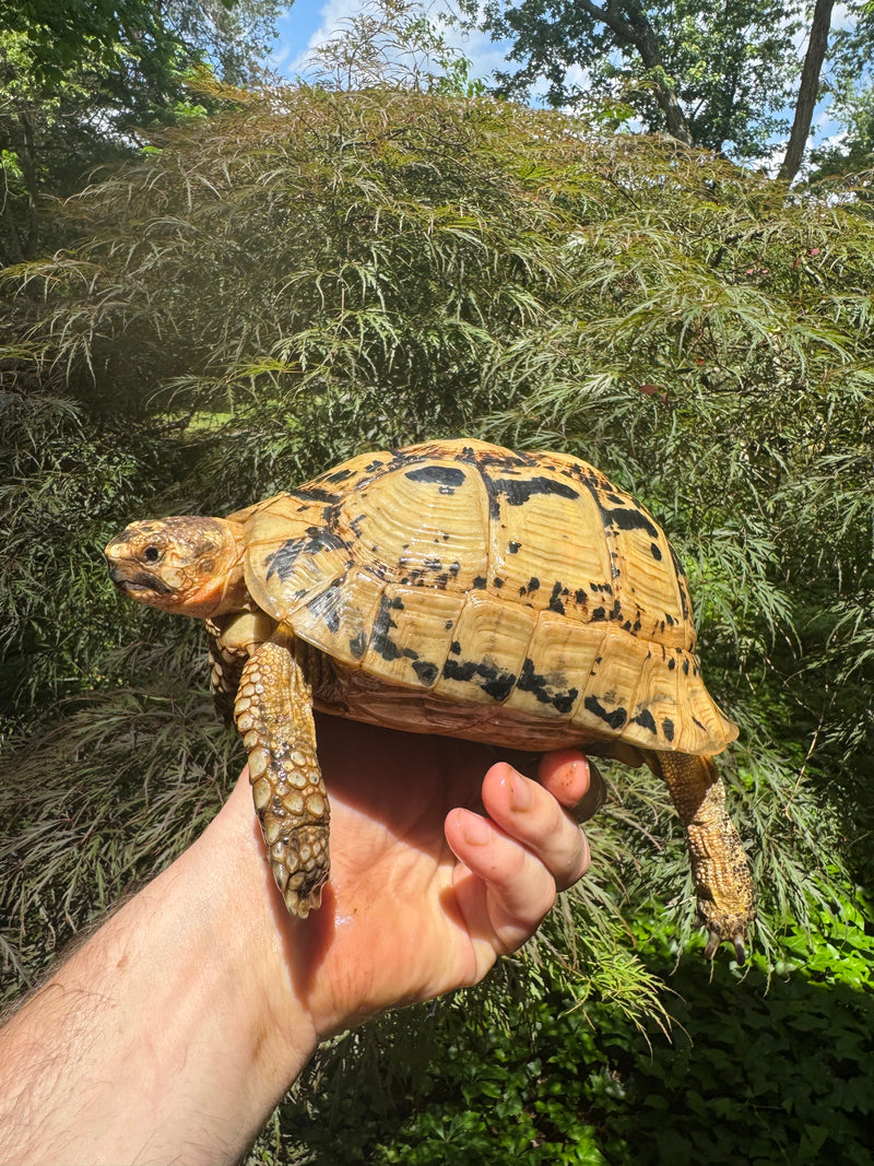 Libyan Greek Tortoise Adult Female
