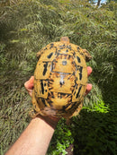 Libyan Greek Tortoise Adult Female