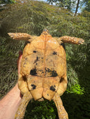 Libyan Greek Tortoise Adult Female
