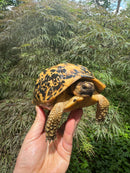 Libyan Greek Tortoise Adult Female