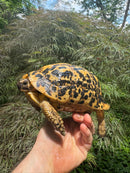 Libyan Greek Tortoise Adult Female