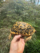 Libyan Greek Tortoise Adult Female