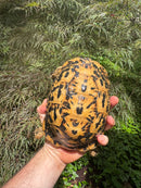 Libyan Greek Tortoise Adult Female
