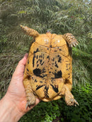 Libyan Greek Tortoise Adult Female