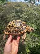 Libyan Greek Tortoise Adult Female