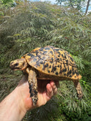Libyan Greek Tortoise Adult Female