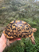 Libyan Greek Tortoise Adult Female