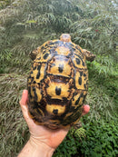Libyan Greek Tortoise Adult Female