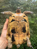 Libyan Greek Tortoise Adult Female