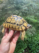 Libyan Greek Tortoise Adult Male