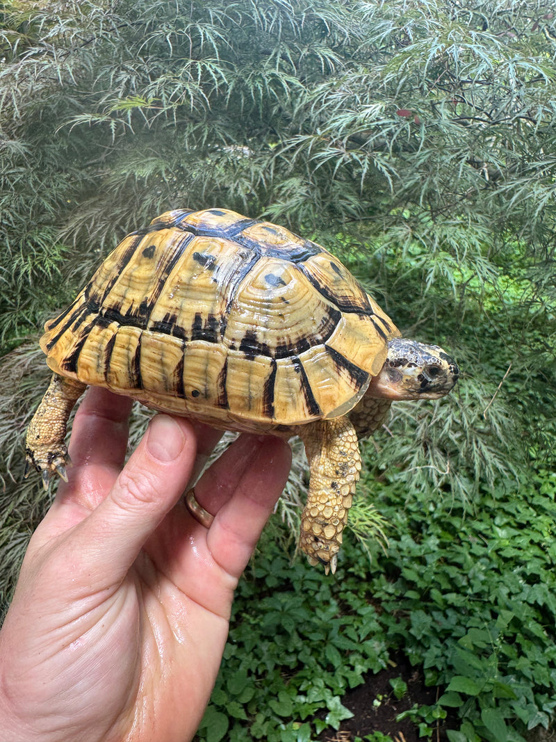 Libyan Greek Tortoise Adult Male