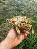 Libyan Greek Tortoise Adult Male