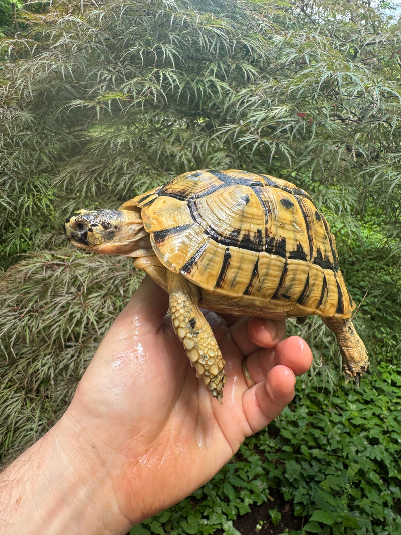Libyan Greek Tortoise Adult Male
