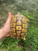 Libyan Greek Tortoise Adult Male