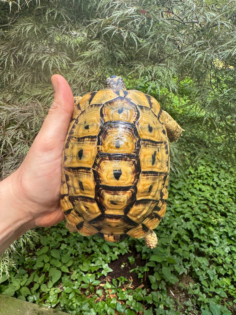 Libyan Greek Tortoise Adult Male