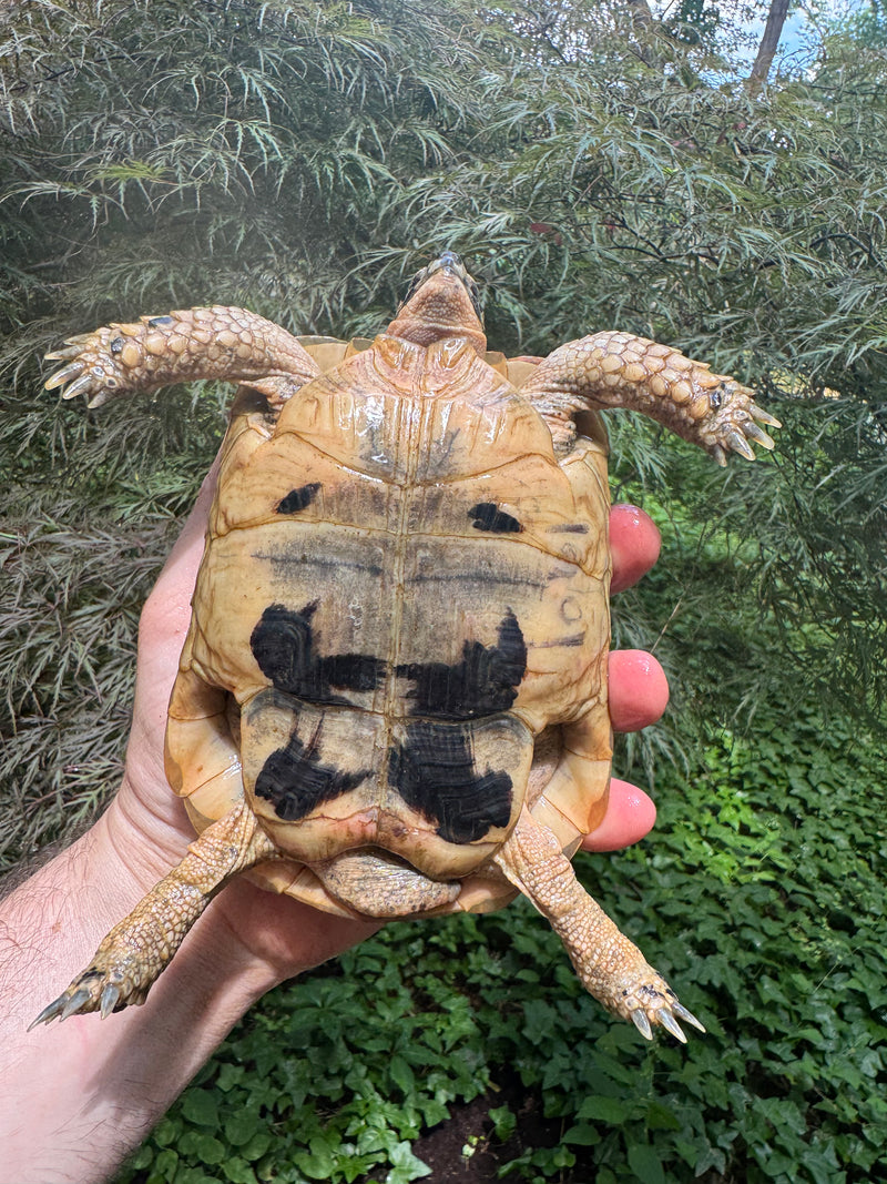 Libyan Greek Tortoise Adult Male