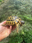 Libyan Greek Tortoise Adult Male