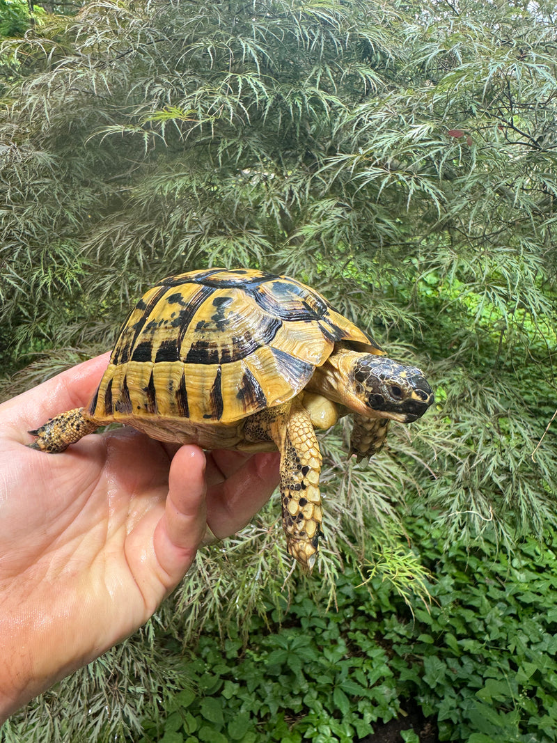 Libyan Greek Tortoise Adult Male