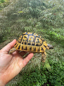 Libyan Greek Tortoise Adult Male
