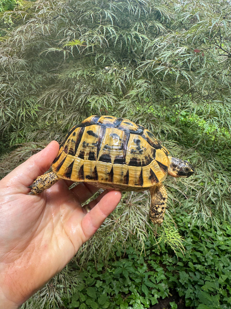Libyan Greek Tortoise Adult Male