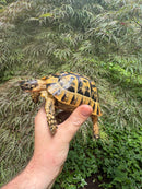 Libyan Greek Tortoise Adult Male