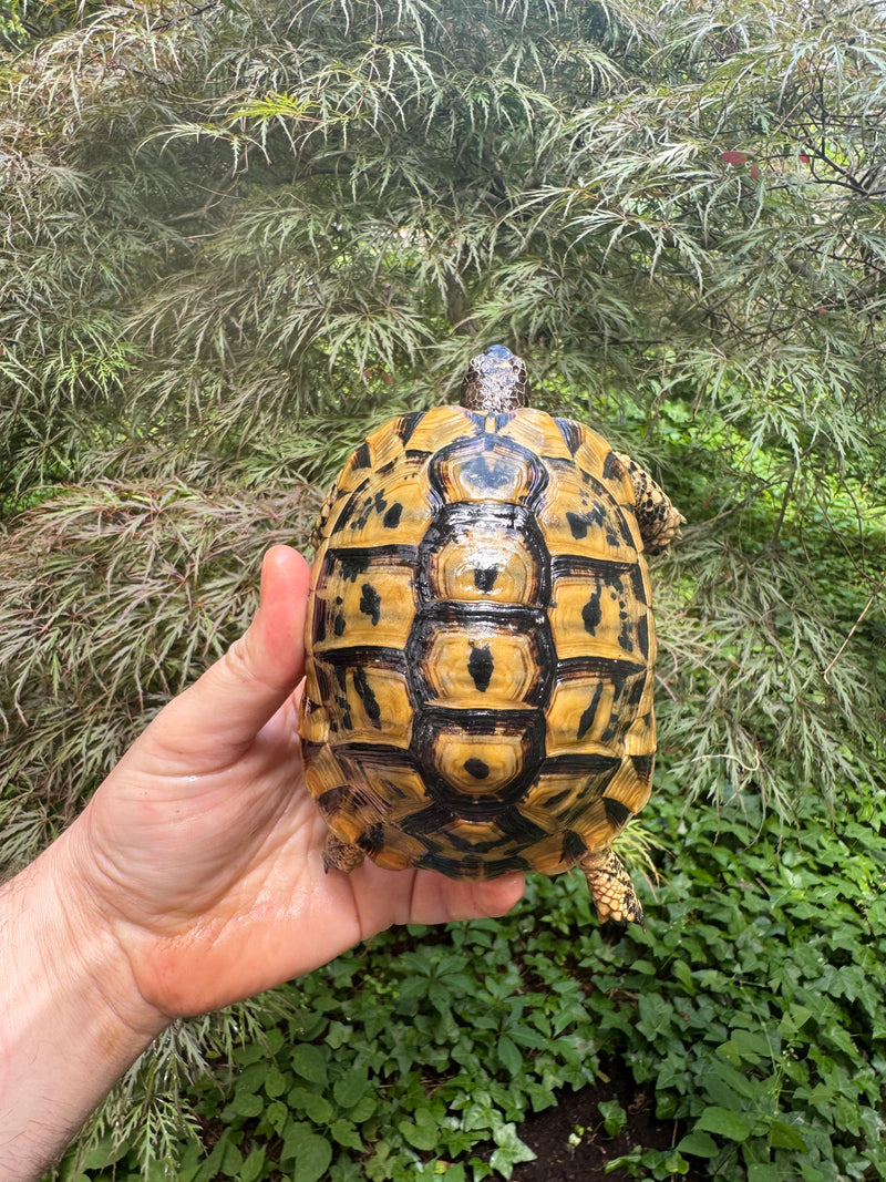 Libyan Greek Tortoise Adult Male