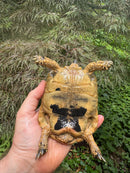 Libyan Greek Tortoise Adult Male