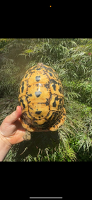 Libyan Greek Tortoise Adult Female