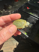 Pastel Clown Red Eared Slider Turtle 2025