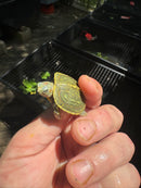 Pastel Clown Red Eared Slider Turtle 2025