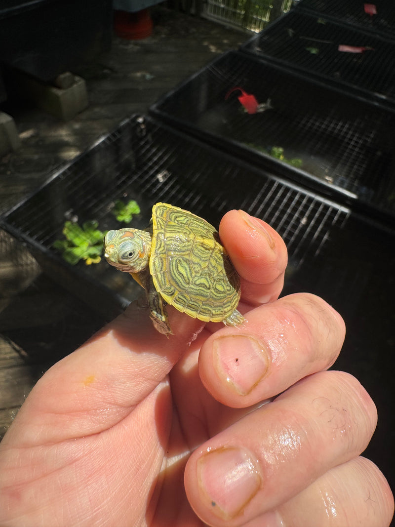 Pastel Clown Red Eared Slider Turtle 2025
