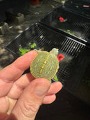 Pastel Clown Red Eared Slider Turtle 2025