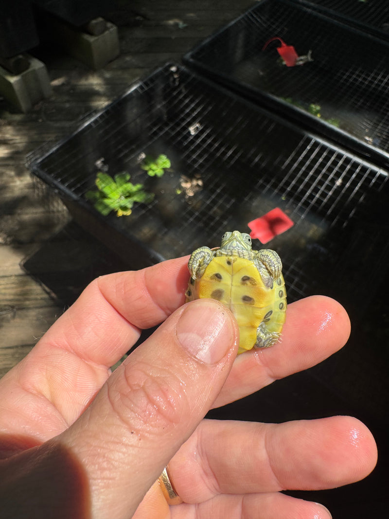 Pastel Clown Red Eared Slider Turtle 2025