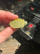 Pastel Clown Red Eared Slider Turtle 2025