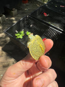 Pastel Clown Red Eared Slider Turtle 2025