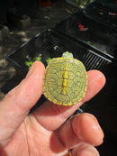 Pastel Clown Red Eared Slider Turtle 2025